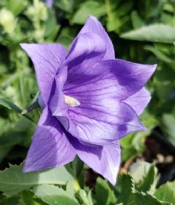 Astra Double Blue Balloon Flower, Japanese Bellflower, Korean Bellflower, Chinese Bellflower, Platycodon grandiflorus 'Astra Double Blue'